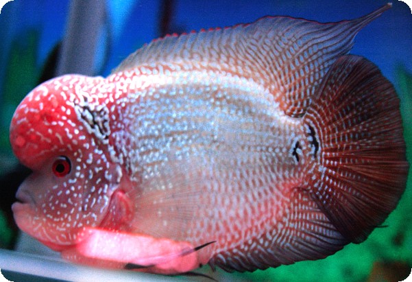 Flowerhorn - King Kamfa - 1-2 inch Flowerhorn - King Kamfa - 1-2 inch